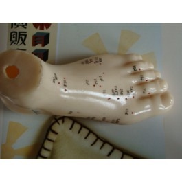 Vinyl foot model(acupuncture points)